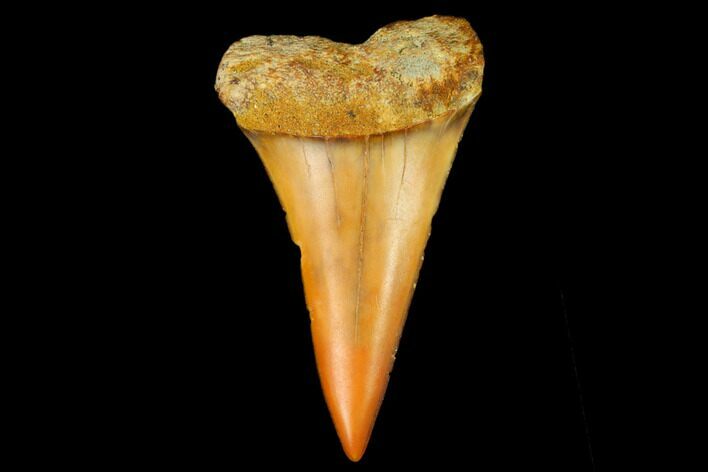 Colorful Mako/White Shark Tooth Fossil - Sharktooth Hill, CA #122708